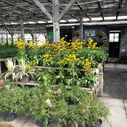 Rivers Plants & Shrubs