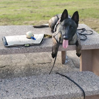 Ruff Tales - Practicing down stay - Pet Training Near Me - Houston, Texas Ruff Tales - Practicing down stay - Pet Training Near Me - Houston, Texas