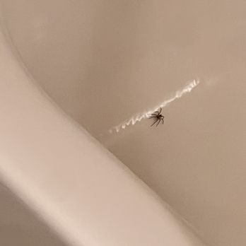 Alpine Trail Ridge Inn - Spider in tub - Hotels Near Me - Estes Park, Colorado Alpine Trail Ridge Inn - Spider in tub - Hotels Near Me - Estes Park, Colorado