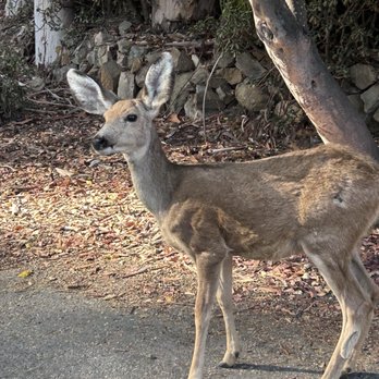 Catalina Island Conservancy - Cute deer on the way back - Parks Near Me - Avalon, California Catalina Island Conservancy - Cute deer on the way back - Parks Near Me - Avalon, California