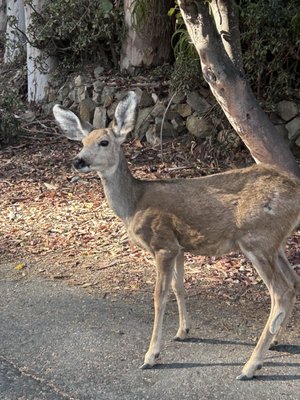 Catalina Island Conservancy Trailhead by null