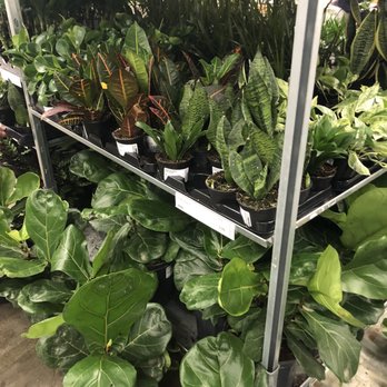 IKEA - Current stock - Snake plants, croton, fiddle leaf fig - Desserts Near Me - North York, Ontario IKEA - Current stock - Snake plants, croton, fiddle leaf fig - Desserts Near Me - North York, Ontario