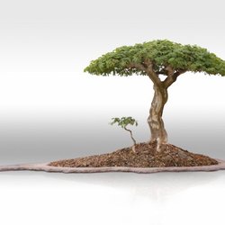 Brazilian Raintree
