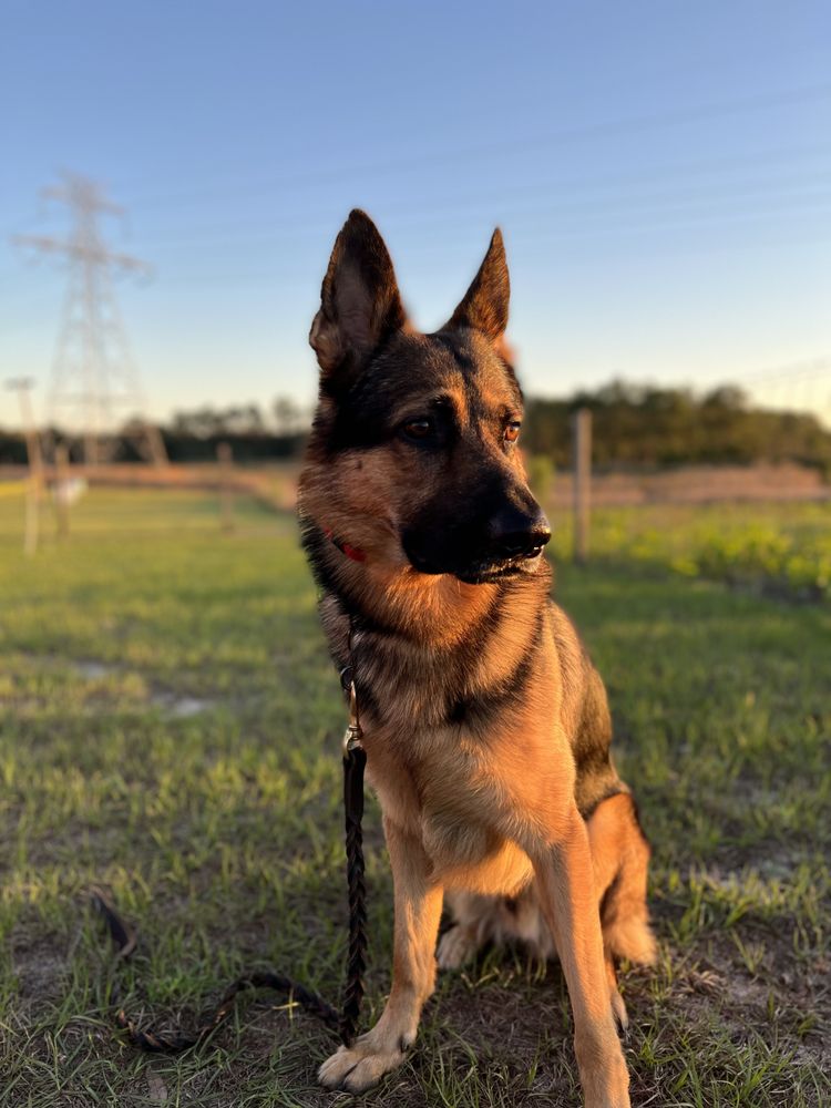 BETTER OBEDIENCE K9 Updated September 2024 49 Photos Jacksonville