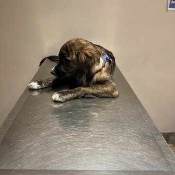 ALL Creatures Veterinary Center - Veterinarians Near Me - Newhall, California