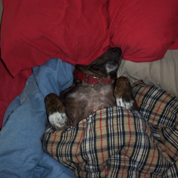 Puparazzi Pet Care - Dog Walkers Near Me Puparazzi Pet Care - Dog Walkers Near Me