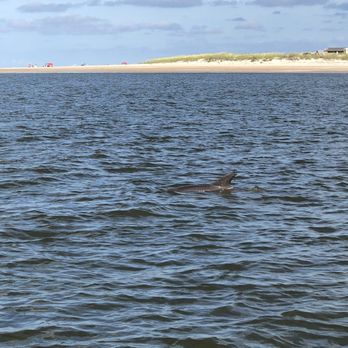 Capt. Mike's Dolphin Adventure Tour - Tours Near Me - Tybee Island, Georgia Capt. Mike's Dolphin Adventure Tour - Tours Near Me - Tybee Island, Georgia