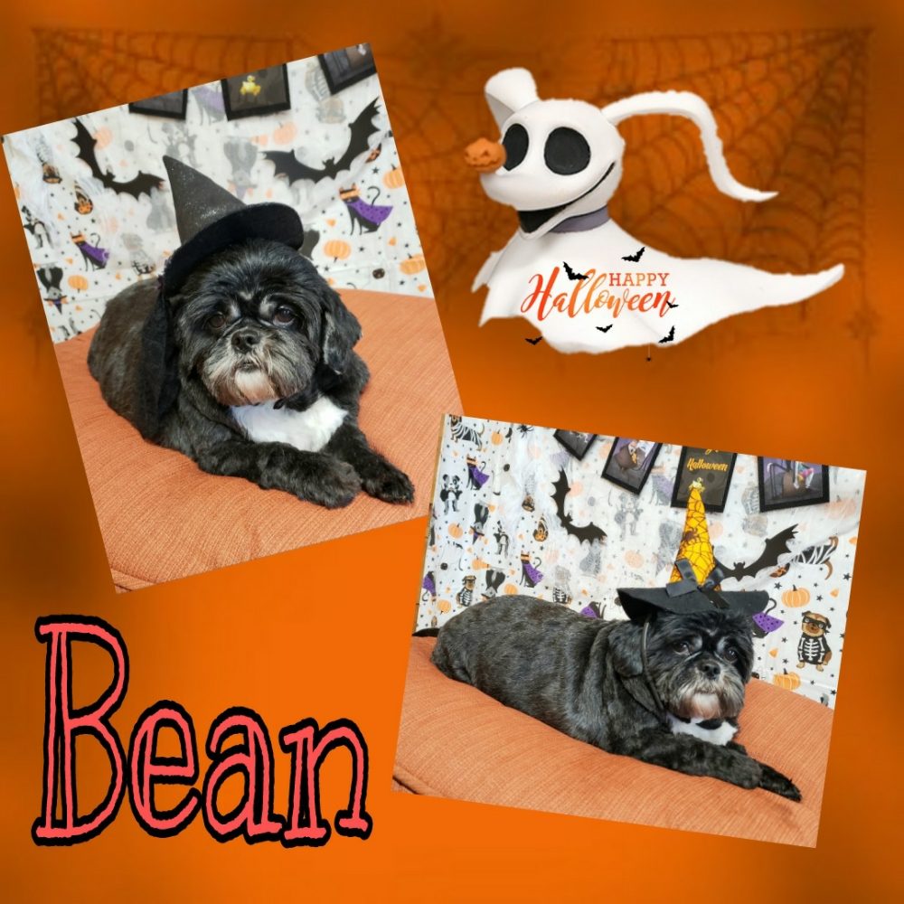 THE GROOMERY IN FLOMATON Updated August 2024 37 Photos 1990 Old