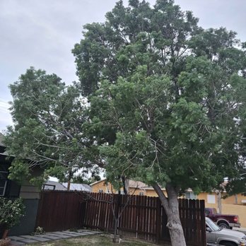 Green Crest - Massive tree, leaning, and uprooting from the wind and rain - Landscaping Near Me - Canoga Park , California Green Crest - Massive tree, leaning, and uprooting from the wind and rain - Landscaping Near Me - Canoga Park , California