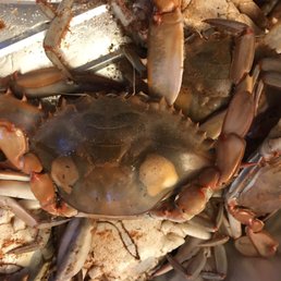 Undercooked crabs Undercooked crabs