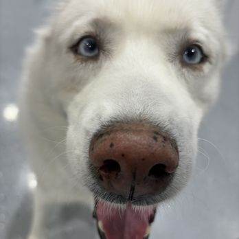Waggers - Pet Groomers Near Me - Fayetteville, Arkansas Waggers - Pet Groomers Near Me - Fayetteville, Arkansas