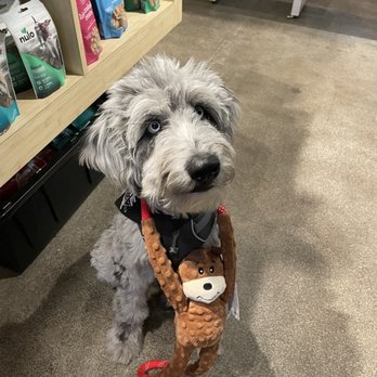 Healthy Spot - Pasadena - Pet Groomers Near Me - Pasadena, California
