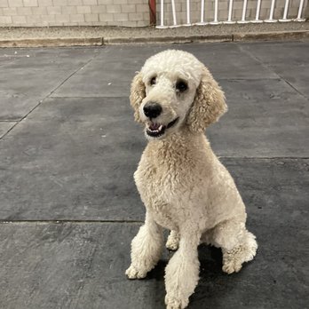 Briarcliff Pet Resort - Pet Sitting Near Me - Menifee, California Briarcliff Pet Resort - Pet Sitting Near Me - Menifee, California