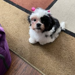 Shorkie Tzu Pup