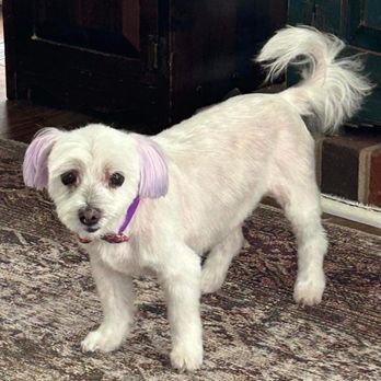 Feelin-Groovy Dog Grooming - Suzy with her new cut and lavender ears! - Pet Groomers Near Me - Mount Holly, North Carolina