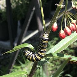 Floricultores de Sta Ma. Xixitla. - This will turn into a beautiful monarch which fly stour this whole botanical garden.