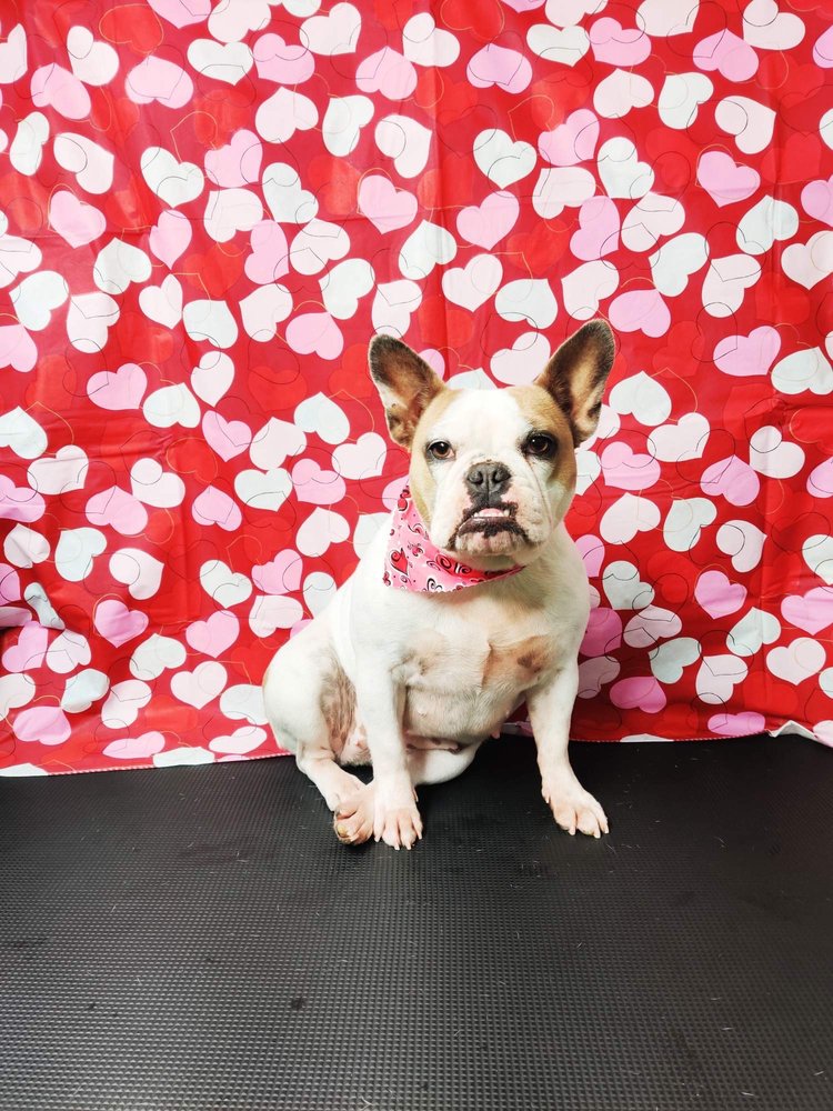 transfurmations mobile pet spa