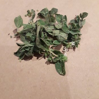 Pace - Fresh oregano from the garden. - Italian Near Me - Los Angeles, California