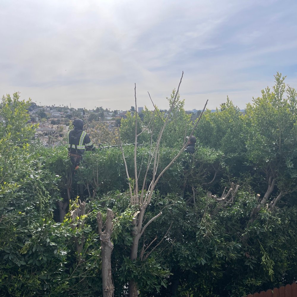 Inexpensive Tree Services - During - Tree Services Near Me - Los Angeles, California Inexpensive Tree Services - During - Tree Services Near Me - Los Angeles, California