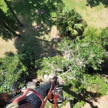 Aerial Tree Service - Tree Services Near Me