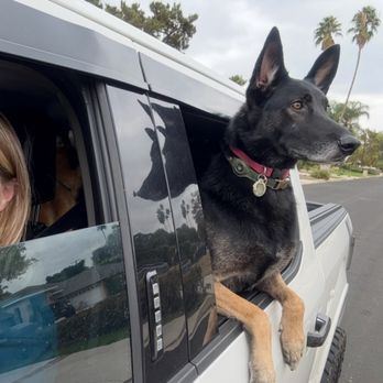 Feldspar Pet Spa - My boy Cash so excited for his appointment at Feldspar - Pet Groomers Near Me - Davis, California Feldspar Pet Spa - My boy Cash so excited for his appointment at Feldspar - Pet Groomers Near Me - Davis, California