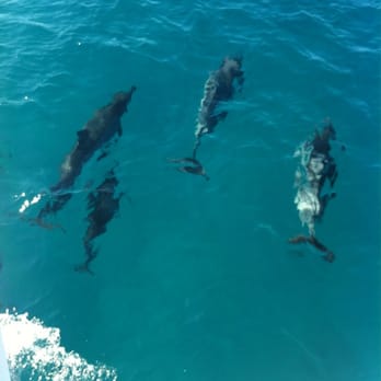 Holoholo Charters - Dolphin right off the end of the boat. - Boating Near Me - Eleele, Hawaii Holoholo Charters - Dolphin right off the end of the boat. - Boating Near Me - Eleele, Hawaii