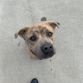 Tulsa Animal Welfare - Animal Shelters Near Me - Tulsa, Oklahoma Tulsa Animal Welfare - Animal Shelters Near Me - Tulsa, Oklahoma