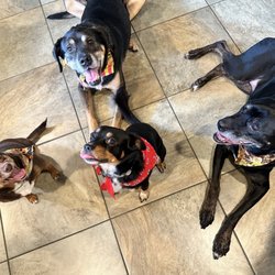 Gig Harbor Kennel Groom & Board - Another fun filled stay at boarding, thank you for taking care of my pupperoos!