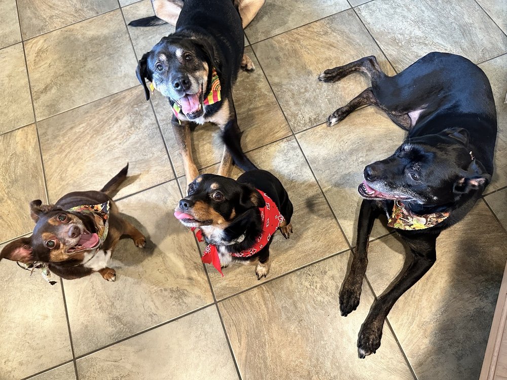 Gig Harbor Kennel Groom & Board - pet boarding facility in Gig Harbor, WA