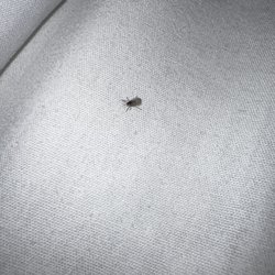 Motel 6 - There were these little flies on the bed.
