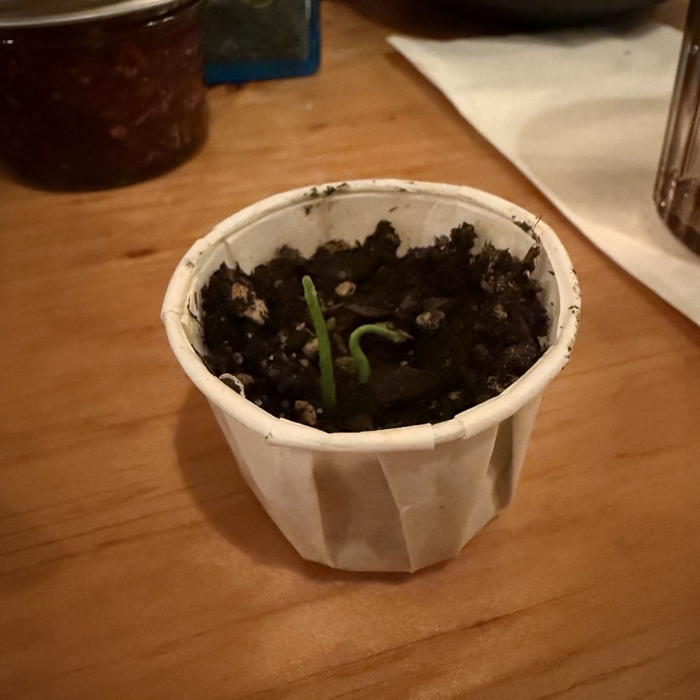 Obon Shokudo - BABY YUZU SPROUT - Japanese Near Me - Portland, Oregon Obon Shokudo - BABY YUZU SPROUT - Japanese Near Me - Portland, Oregon