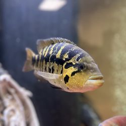 Superior Aquatics - Yellow jacket cichlid