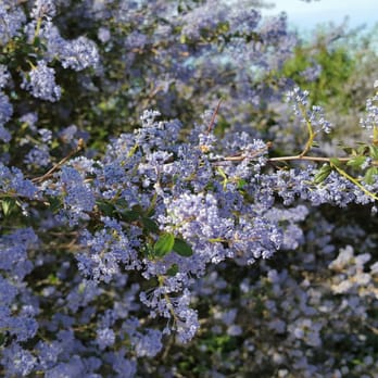 Fortuna Mountain - Hiking Near Me - San Diego, California