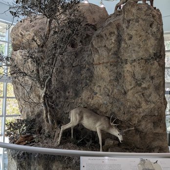 Lindsay Wildlife Experience - interior - Museums Near Me - Walnut Creek, California Lindsay Wildlife Experience - interior - Museums Near Me - Walnut Creek, California