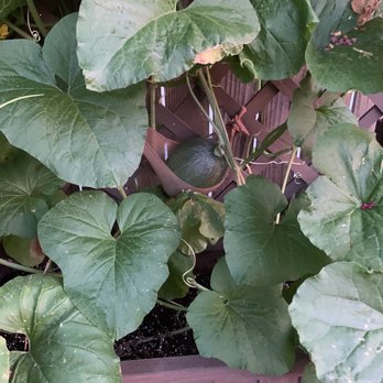 Home Grown Plants - Ambrosia melon is coming in as well - Nurseries & Gardening Near Me - Farmersville, Texas