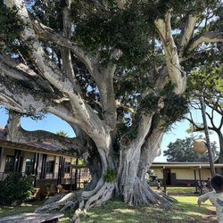 Kalaheo School - One of the many trees on this beautiful campus!