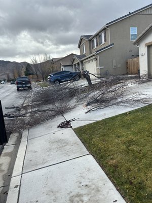tree trim and tree removal - this job was down with in a few days from quote it was down right and I did not collect full payment until the customer was satisfied tree trim and tree removal - this job was down with in a few days from quote it was down right and I did not collect full payment until the customer was satisfied