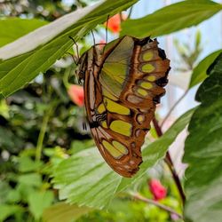 Dahlonega Butterfly Farm
