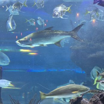 Aquarium Restaurant - Seafood Near Me - Nashville, Tennessee Aquarium Restaurant - Seafood Near Me - Nashville, Tennessee