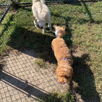 Freedom Barks Dog Park - Dog Parks Near Me - Medford, New Jersey