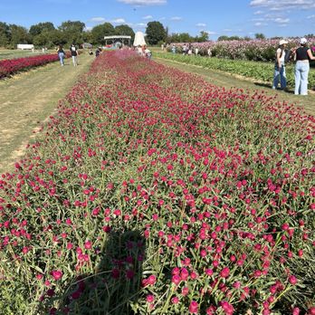HOLLAND RIDGE FARMS - Updated January 2025 - 1776 Photos & 133 Reviews ...
