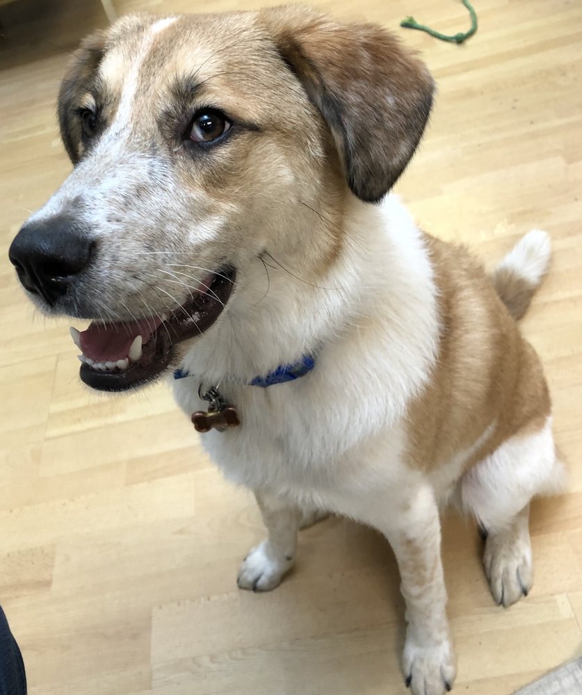 FUZZYBUTTZ Updated August 2024 11 Reviews 3038 Main St, Valatie, New York Pet Groomers