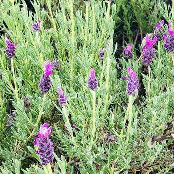 Ali'i Kula Lavender - Lavender patch - Tours Near Me - Kula, Hawaii