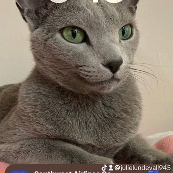 Starbucks - Mystro Eliegh Suneekat a Russian Blue Breed of a feline - Coffee & Tea Near Me - Tucson, Arizona