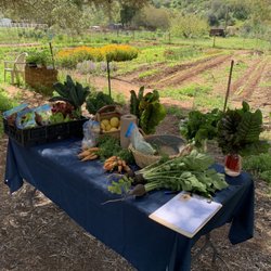 Healing From The Ground Up CSA - Today's selection of gorgeous organic produce...