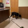 Photo of Rheem Veterinary Medical Hospital