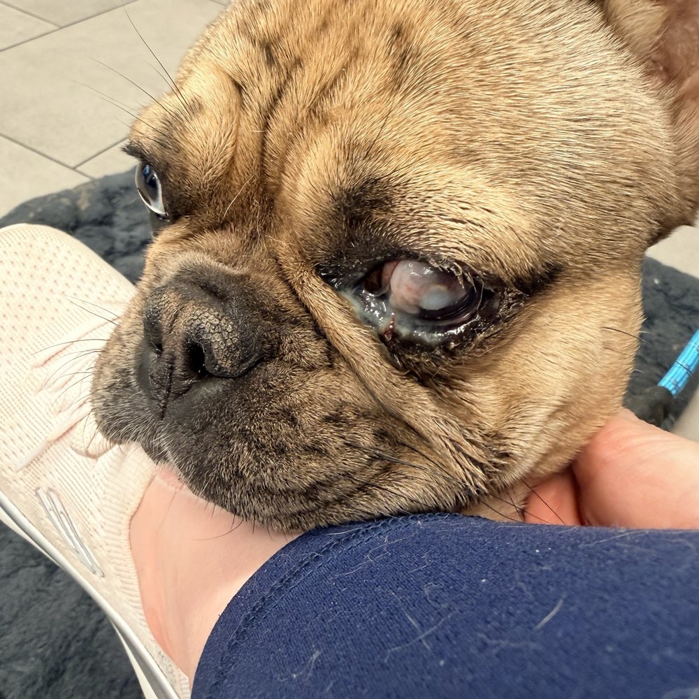 Veterinary Emergency Group - Emergency Pet Hospital Near Me - Tucson, Arizona