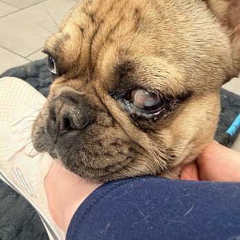 Veterinary Emergency Group - Emergency Pet Hospital Near Me - Tucson, Arizona Veterinary Emergency Group - Emergency Pet Hospital Near Me - Tucson, Arizona