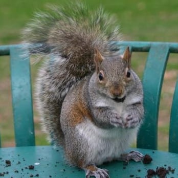 Centennial Park - squirrel at the park with some garbage - Parks Near Me - Nashville, Tennessee