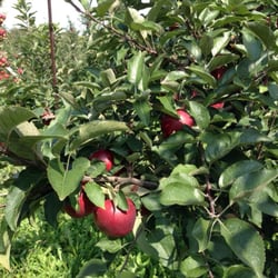 Orchard Hill Farms